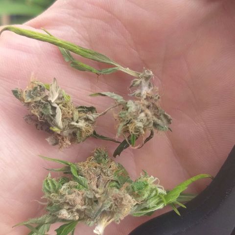 [2020] Northern Lights Autoflower RQS growlog timeline photo