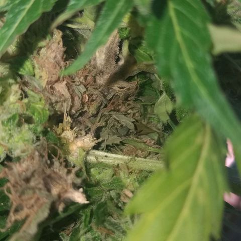 [2020] Northern Lights Autoflower RQS growlog timeline photo