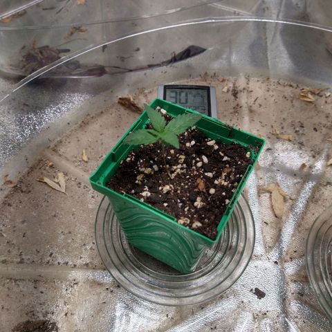 Blue Diesel growlog timeline photo