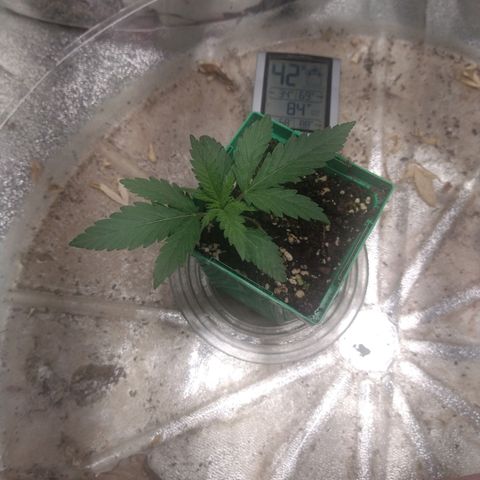 Blue Diesel growlog timeline photo