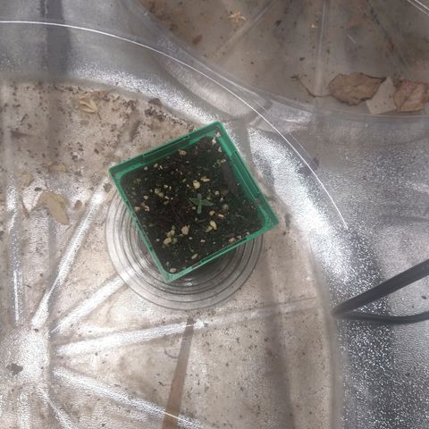 Blue Diesel growlog timeline photo