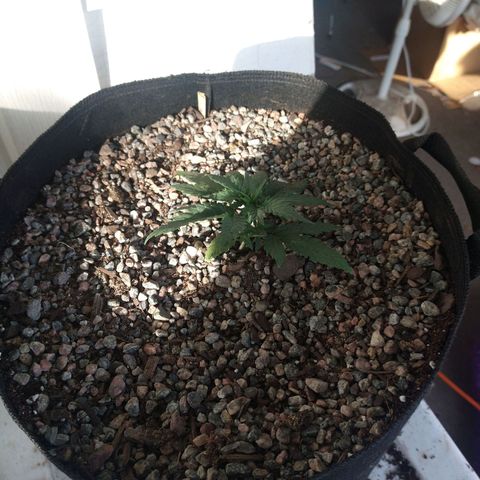 Blue Diesel growlog timeline photo