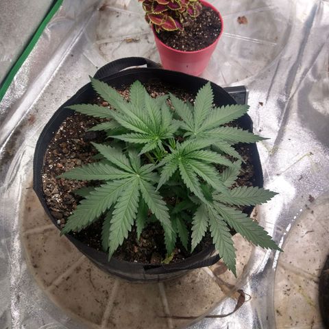Blue Diesel growlog timeline photo