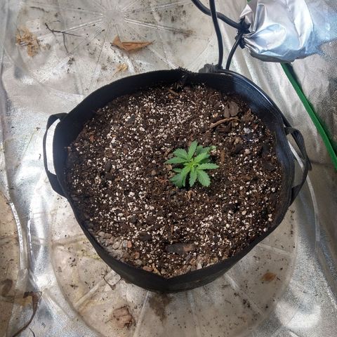 Blue Diesel growlog timeline photo