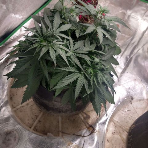 Blue Diesel growlog timeline photo