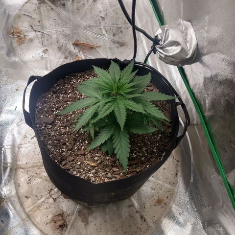 Blue Diesel growlog timeline photo