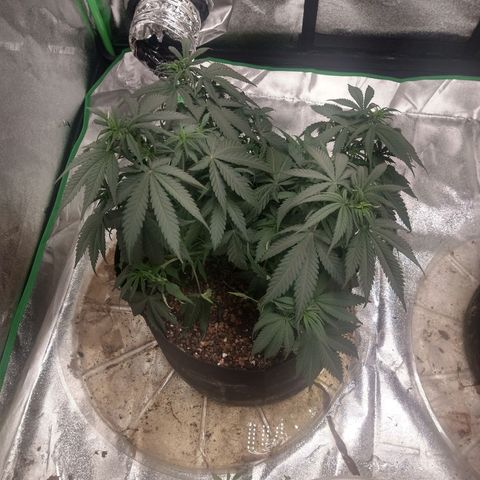Blue Diesel growlog photo: Slightly wilty. Feed Nitrogen next watering cycle