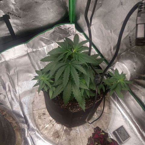 Blue Diesel growlog photo: Feed next watering cycle.