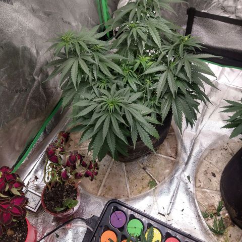 Blue Diesel growlog photo: Slight magnesium depletion. Fed and thinned down foliage.