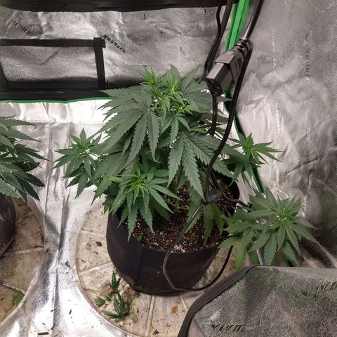 Blue Diesel growlog photo: Slight magnesium depletion. Fed and thinned.