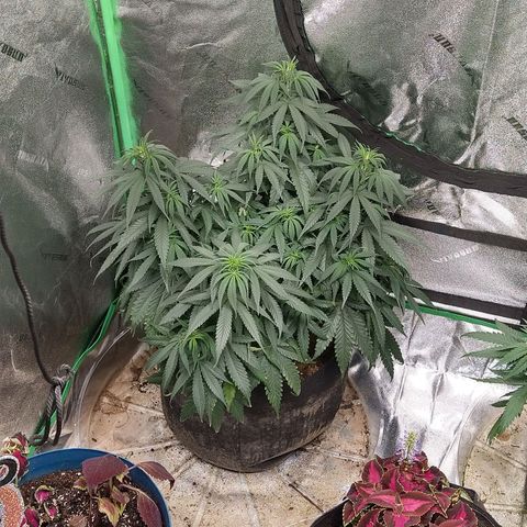 Blue Diesel growlog timeline photo