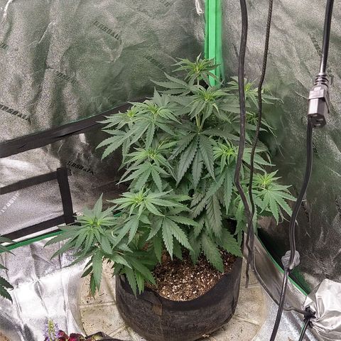 Blue Diesel growlog timeline photo