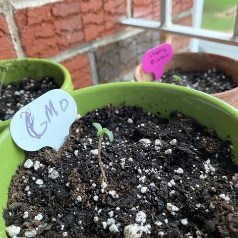 Gemma growlog photo: She's been under 2 LED lights during the day and when I get home from work around 5pm I'll sit her outside with the rest of the plants to get some air and to get the stems moving