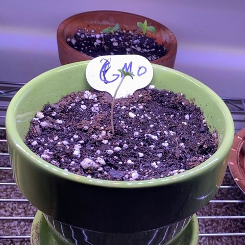Gemma growlog photo: She's been under my 2 lights with the other plants same routine 18-6 with 2 or more hrs outside for wind and fresh air on sunny days 😎🌞 1/2 tsp of lotus nutients grow per gallon of water