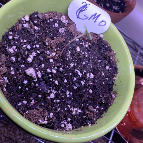 Gemma growlog photo: She's been under my 2 lights with the other plants same routine 18-6 with 2 or more hrs outside for wind and fresh air on sunny days 😎🌞 1/2 tsp of lotus nutients grow per gallon of water