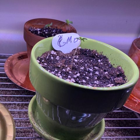Gemma growlog photo: She's been under my 2 lights with the other plants same routine 18-6 with 2 or more hrs outside for wind and fresh air on sunny days 😎🌞 1/2 tsp of lotus nutients grow per gallon of water