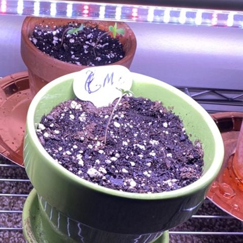 Gemma growlog photo: She's been under my 2 lights with the other plants same routine 18-6 with 2 or more hrs outside for wind and fresh air on sunny days 😎🌞 1/2 tsp of lotus nutients grow per gallon of water