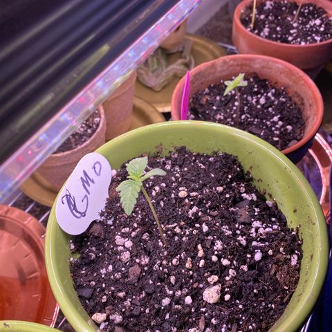 Gemma growlog photo: Still under the lights for 18-6 schedule Gemma standing straight but some of my other ones are stretching but she has a few more leaves come out 