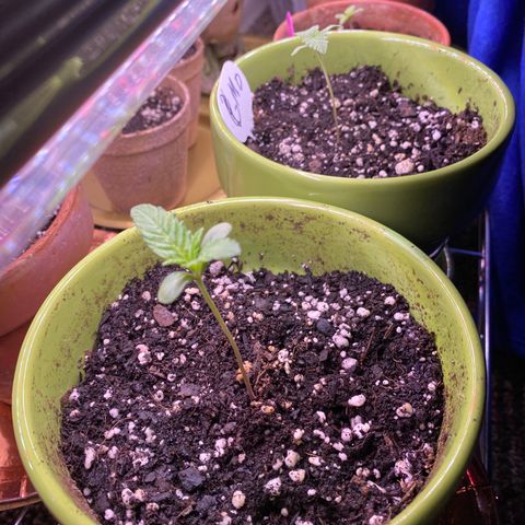 Gemma growlog photo: Still under the lights for 18-6 schedule Gemma standing straight but some of my other ones are stretching but she has a few more leaves come out 