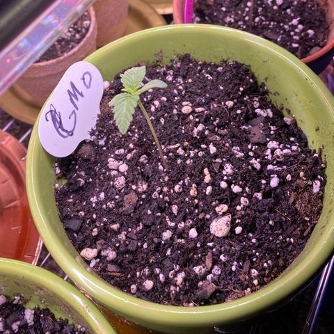 Gemma growlog timeline photo