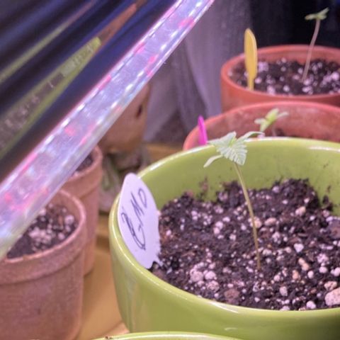 Gemma growlog timeline photo