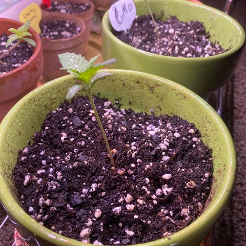 Gemma growlog photo: 18-6 I sprayed them when they get dry before bed stems still a little then so I assume she's still in seedling stage