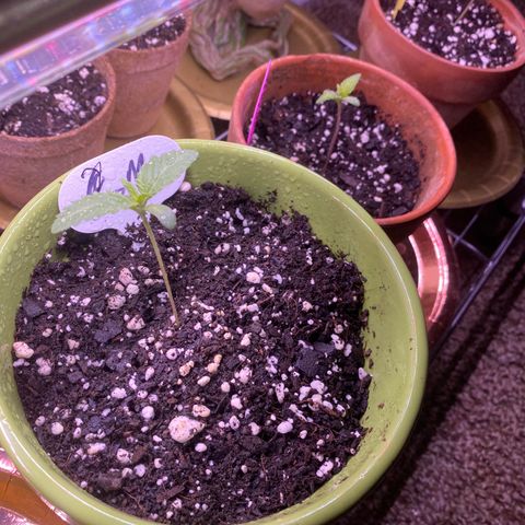 Gemma growlog photo: 18-6 I sprayed them when they get dry before bed stems still a little then so I assume she's still in seedling stage
