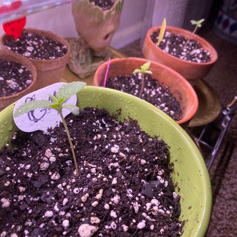 Gemma growlog photo: 18-6 I sprayed them when they get dry before bed stems still a little then so I assume she's still in seedling stage