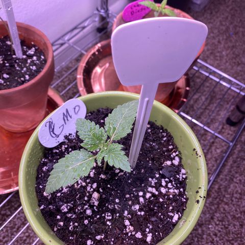 Gemma growlog photo: She has four leaves now growing good same schedule 18-6 