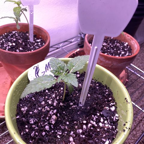 Gemma growlog photo: She has four leaves now growing good same schedule 18-6 