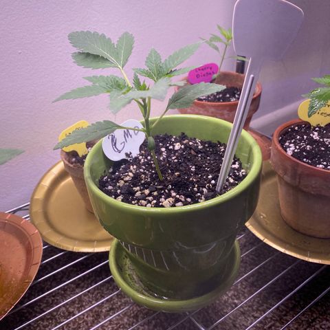 Gemma growlog photo: Been a week and she is growing great got alot more leaves stems getting thick she's been on the same schedule 18-6 and a few outside hrs before night 