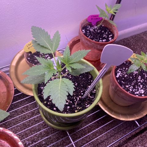 Gemma growlog photo: Been a week and she is growing great got alot more leaves stems getting thick she's been on the same schedule 18-6 and a few outside hrs before night 
