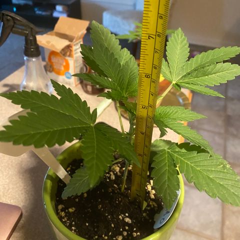 Gemma growlog photo: She's almost ready to go into my tent too big for the area she's in now I'm going to transplant her into a fabric pots and put her next to Daisy
