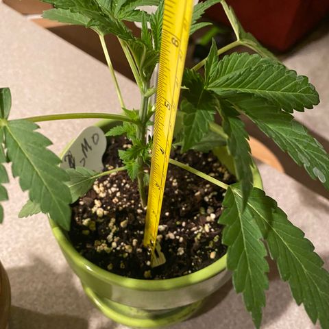 Gemma growlog timeline photo