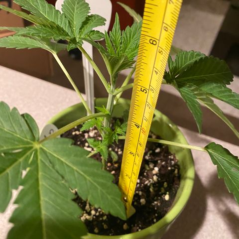 Gemma growlog timeline photo