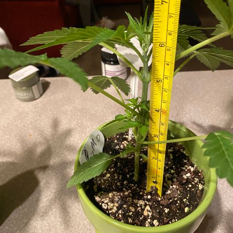 Gemma growlog timeline photo