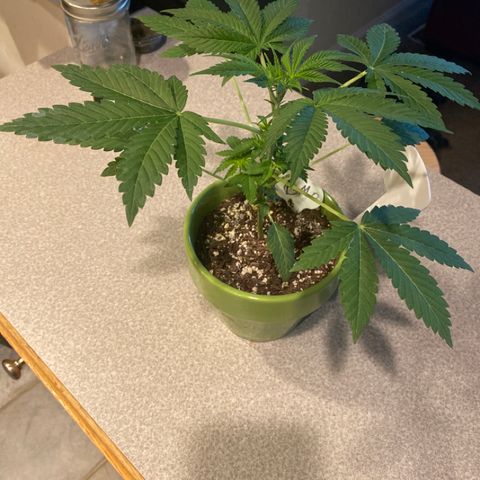 Gemma growlog timeline photo
