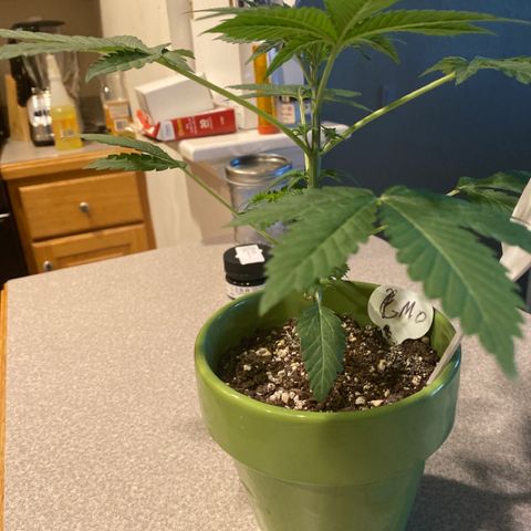 Gemma growlog timeline photo