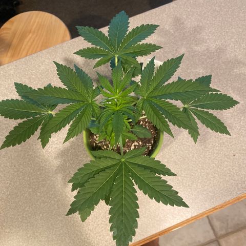Gemma growlog timeline photo