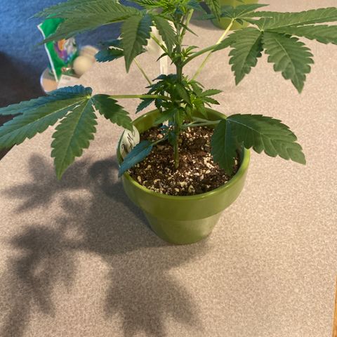 Gemma growlog timeline photo