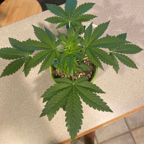 Gemma growlog timeline photo
