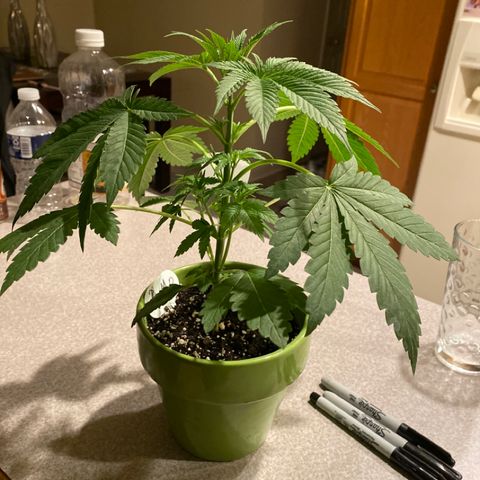Gemma growlog timeline photo