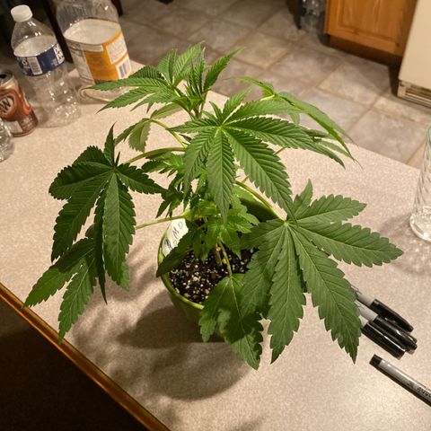 Gemma growlog timeline photo