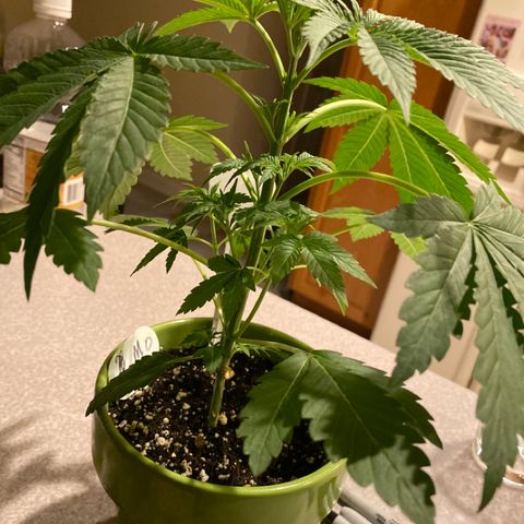 Gemma growlog timeline photo