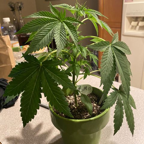 Gemma growlog timeline photo