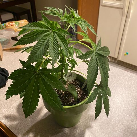 Gemma growlog timeline photo