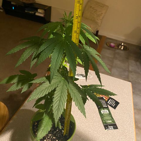 Gemma growlog timeline photo