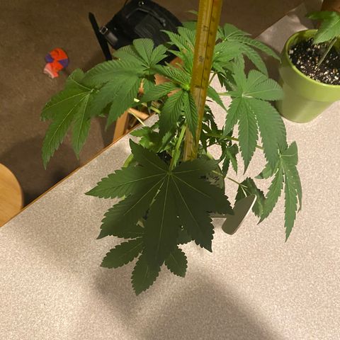 Gemma growlog timeline photo