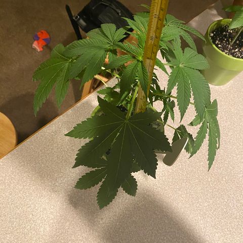 Gemma growlog timeline photo