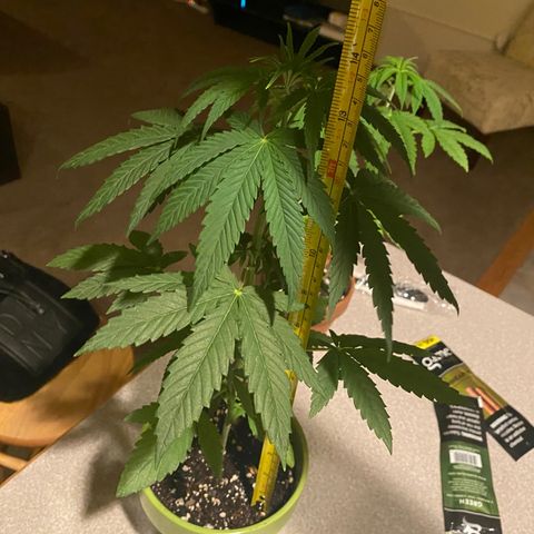 Gemma growlog timeline photo
